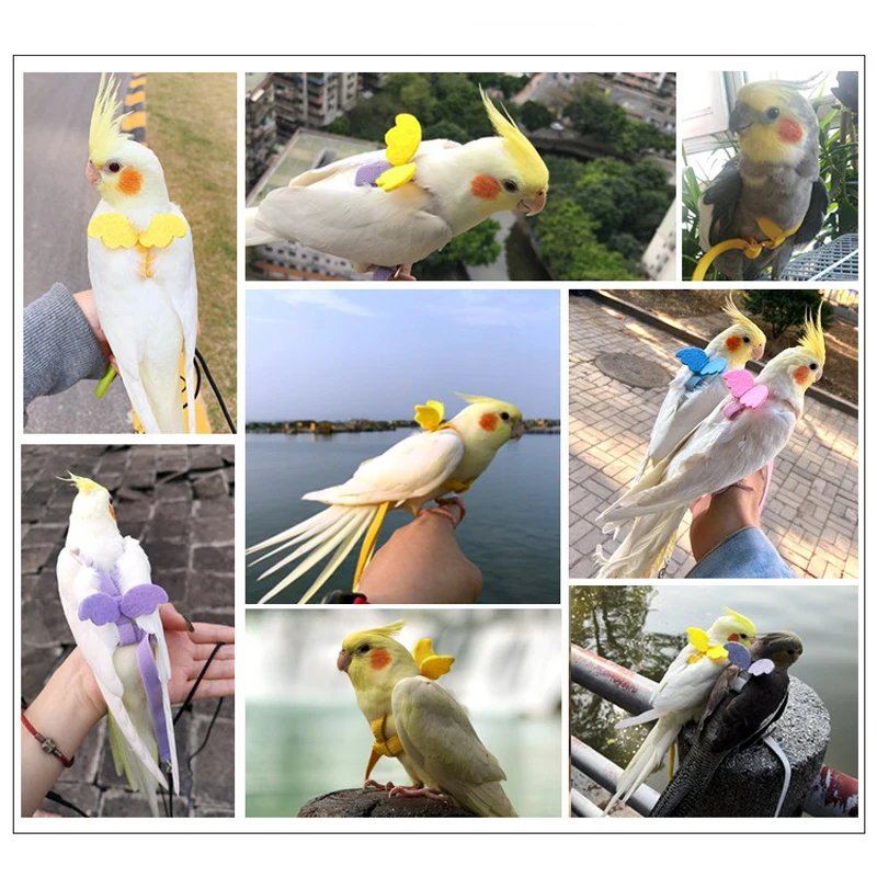 Papagoi, Rakmete ja Rihm Set Reguleeritav Väljas lennuõpe2